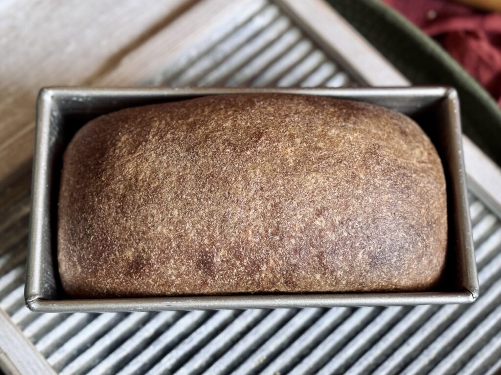 sourdough whole wheat sandwich bread